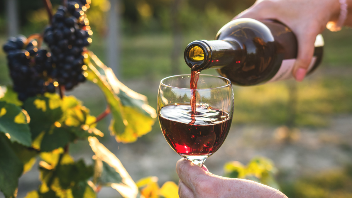 Rode wijn in een wijngaard