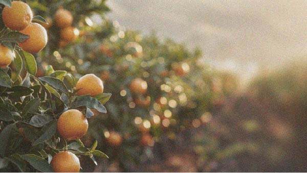 Enquanto fruta, a laranja fornece vitaminas e promove a saciedade