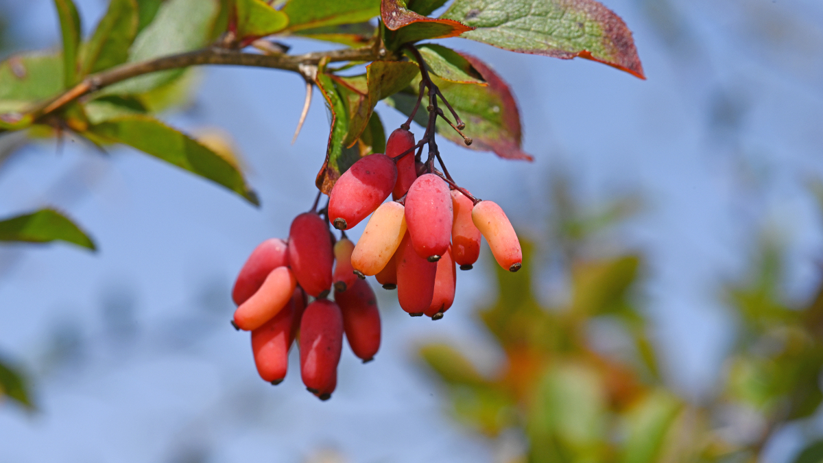 Berberis vulgaris oder berberinreiche Berberitze