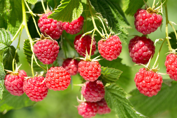 Wilder Himbeerstrauch mit Himbeeren