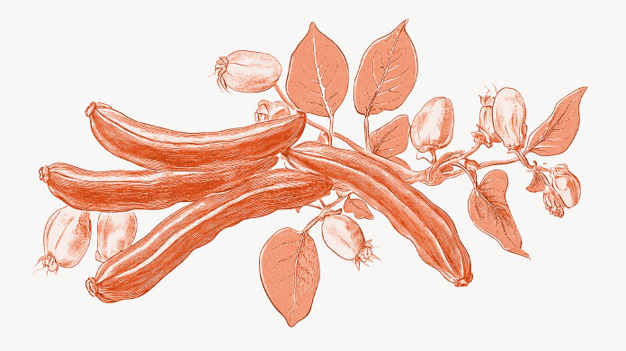 De voordelen van johannesbrood