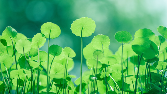 Centella asiatica, Hydrocotyle o Gotu kola