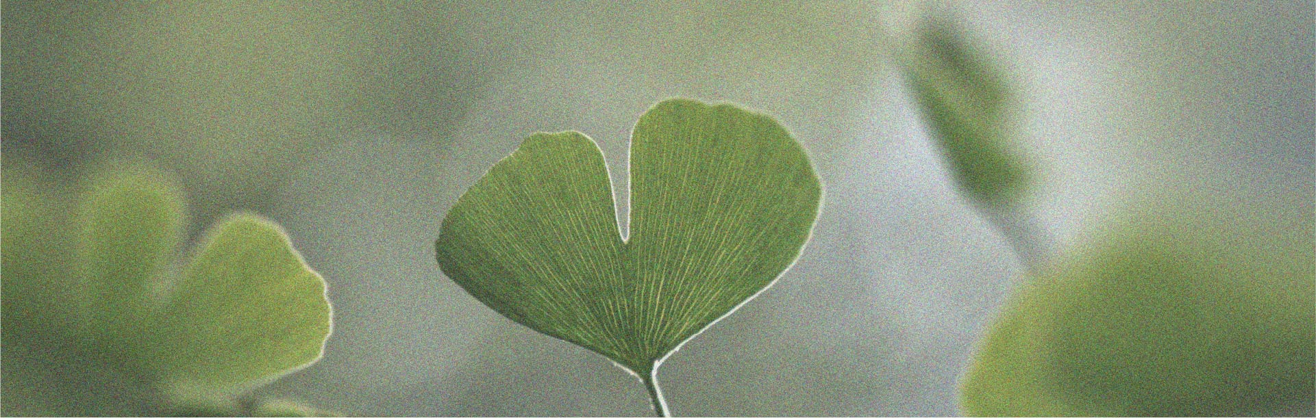 I prebiotici e la loro possibile relazione con la cognizione