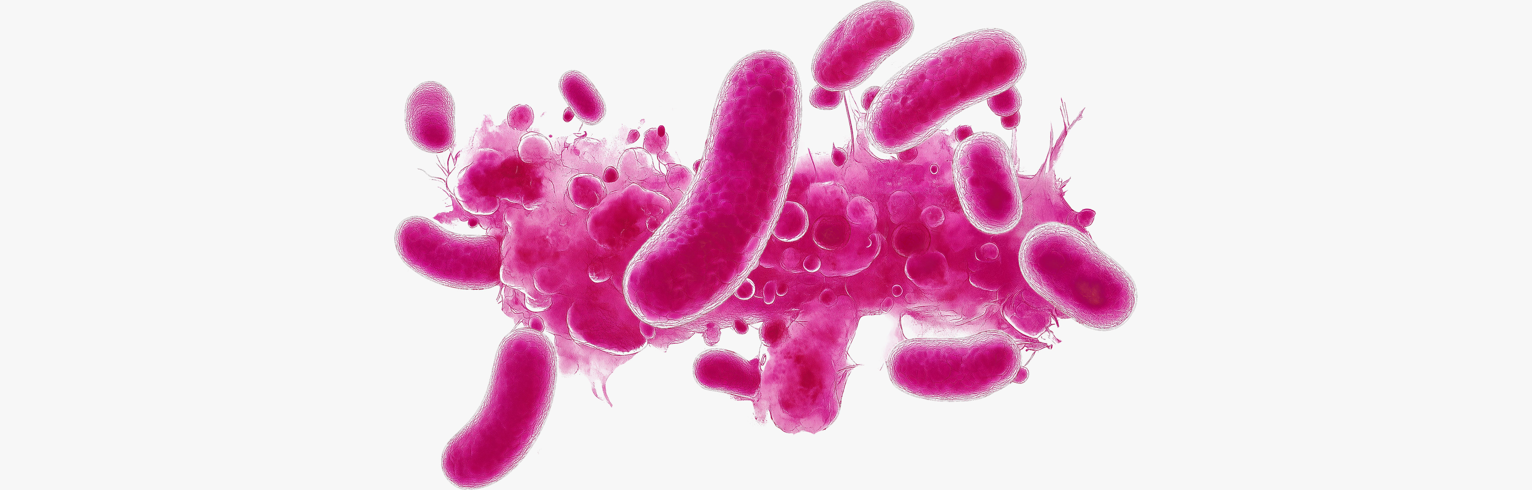 Bacteriën in intieme flora