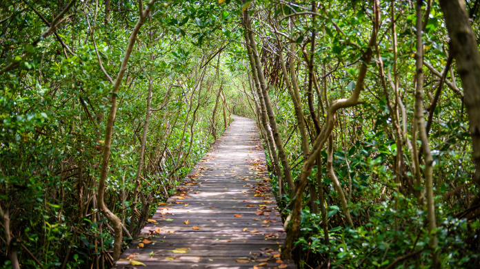 Floresta SuperSmart no manguezal