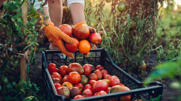 Colheita de frutas e legumes bio