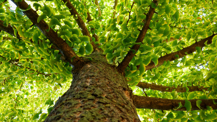 Stamm und Blätter des heiligen Baumes Ginkgo biloba