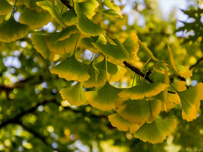 Albero di Ginkgo biloba con foglie verdi