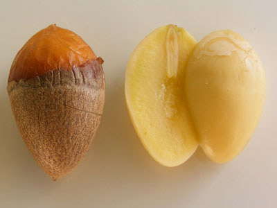 Ginkgo biloba nuts