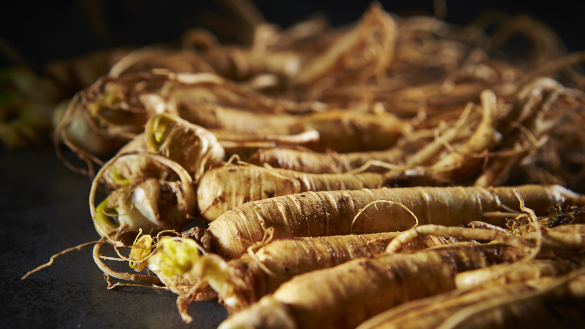 Raízes de ginseng para reforçar o sistema imunitário