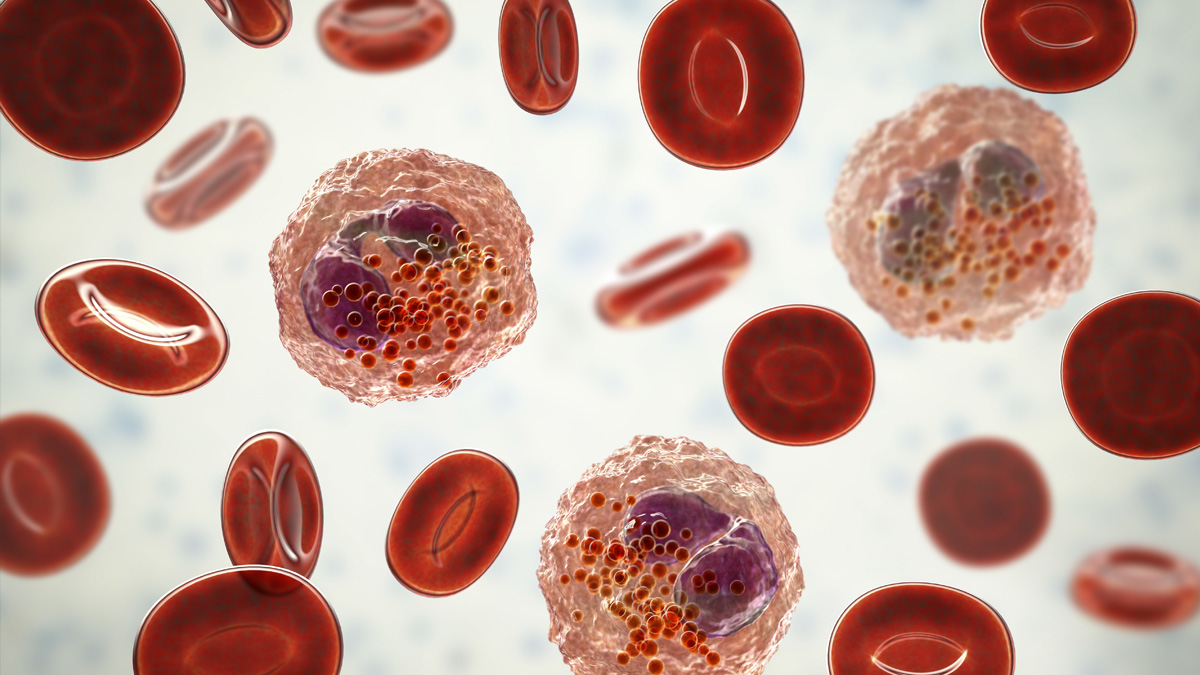Rote und weiße Blutkörperchen