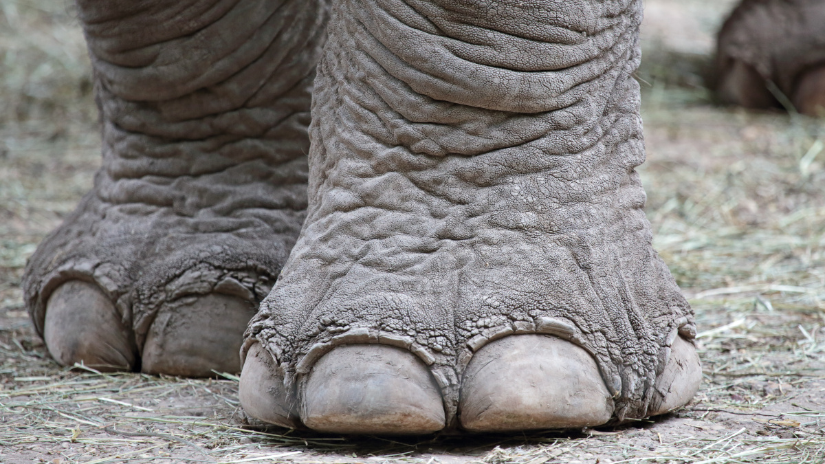 Schwere Beine, symbolisiert durch Elefantenfüße