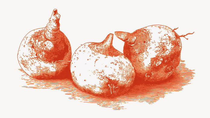 Descubra los beneficios del konjac