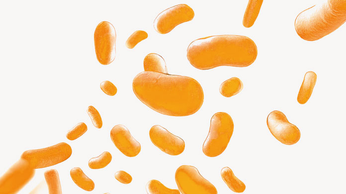 Los beneficios del Lactobacillus plantarum