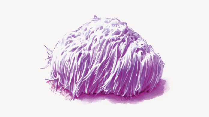 De mogelijke voordelen van leeuwenmane