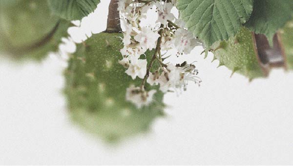 Os possíveis benefícios da castanha-da-Índia para a circulação