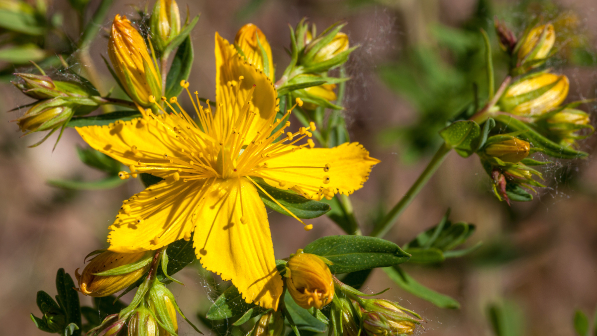 Gelbe Blüte des Johanniskrauts oder Hypericum Perforatum