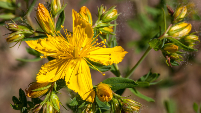 Gelbe Blüte des Johanniskrauts oder Hypericum Perforatum