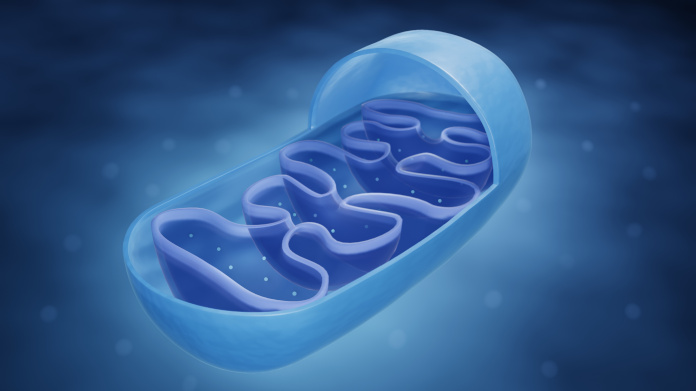 Mitochondrium in een cel 