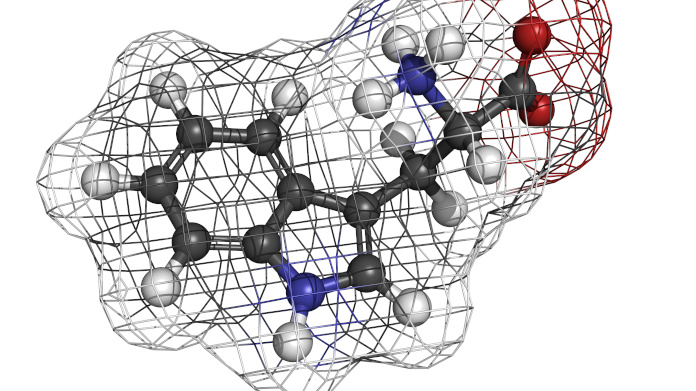 Molecule of tryptophan