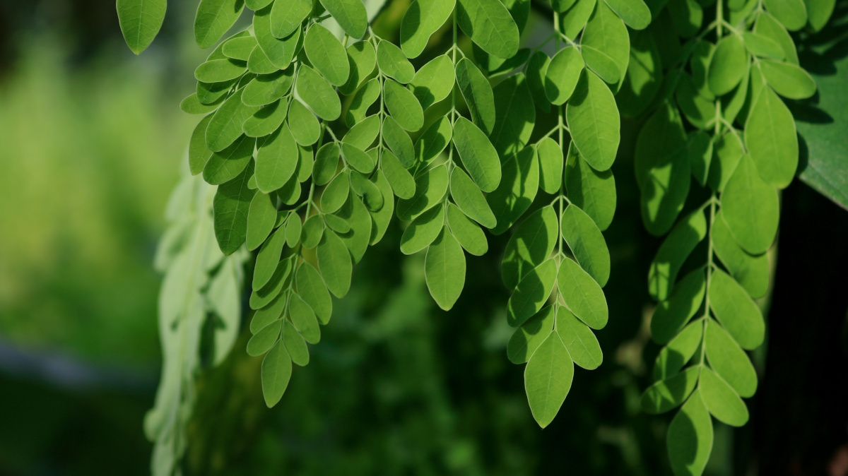 Vertus du moringa