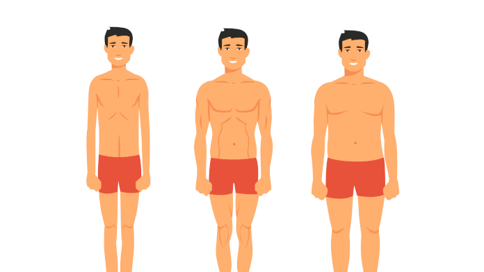 Ectormorph, endormorph und mesomorph