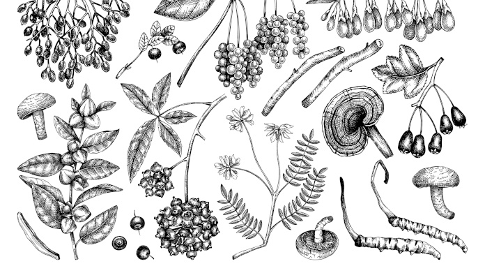 Ilustracje najlepszych roślin adaptogennych