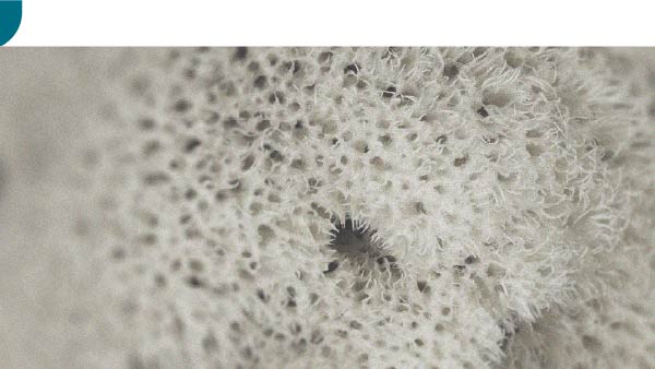 L’efficacité spécifique des probiotiques sporulés