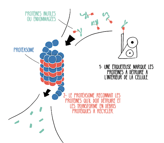 Het proteasoom is een zeer nuttige celversnipperaar in een gezonde cel.