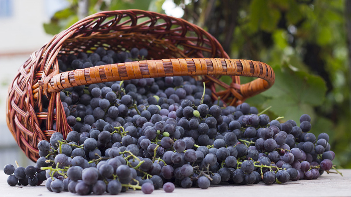 benefits of resveratrol