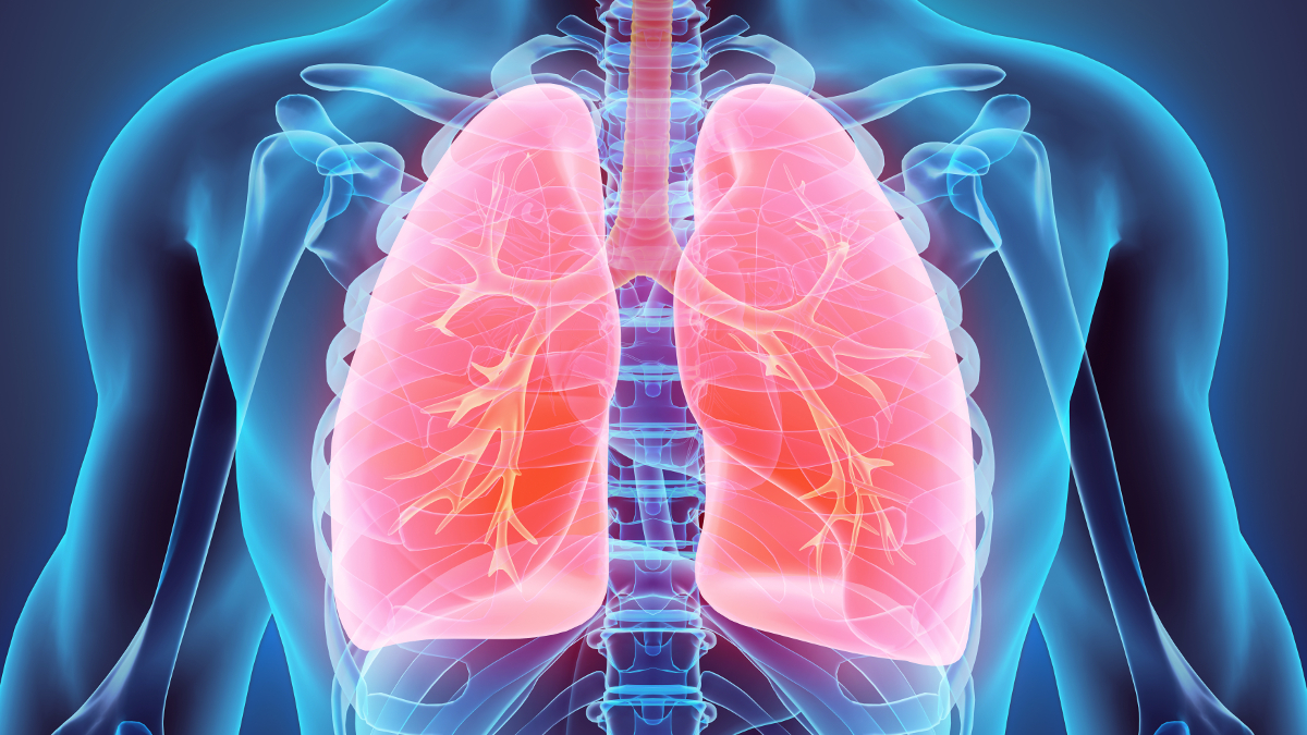 Rappresentazione medica dei polmoni