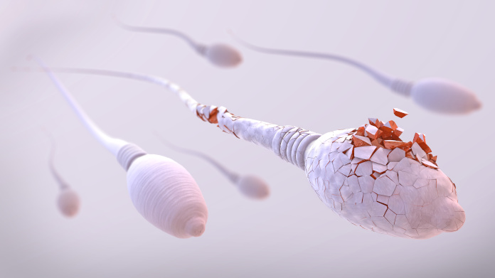 Decrease in male fertility