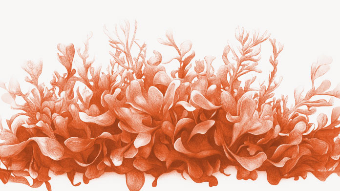 Spirulina kan helpen bij het afvallen