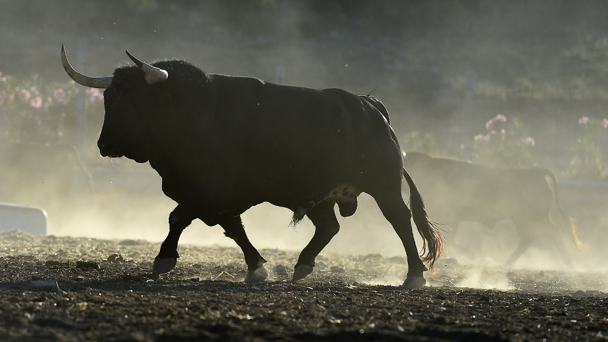 Toro musculoso de perfil que anda al aire libre