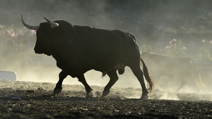 Taureau musclé de profil qui marche en extérieur