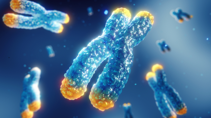 Telomerasa en los cromosomas