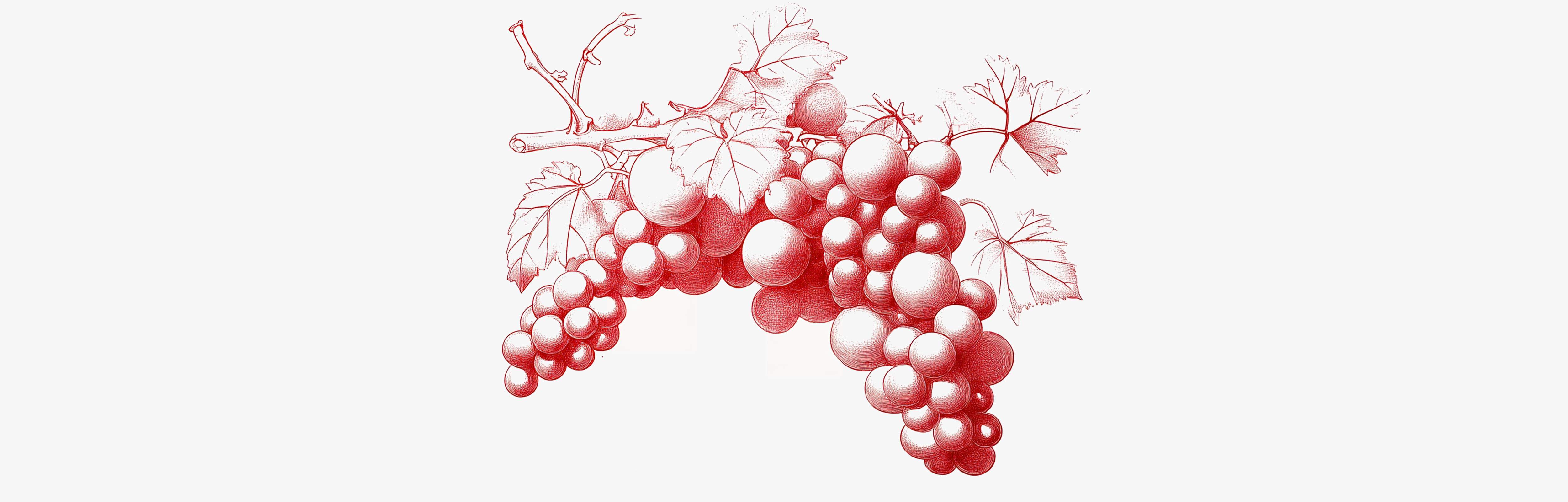 Tudo o que precisa de saber sobre a videira vermelha