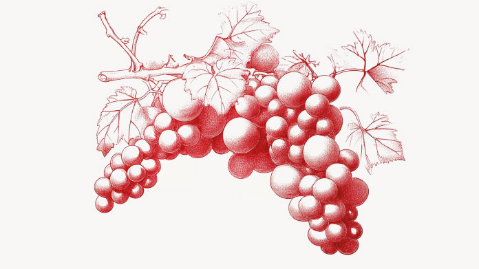 All you need to know about red vine