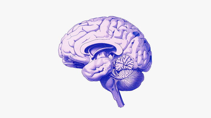 Vitaminas para la memoria y el cerebro